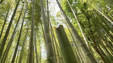 竹水|”竹水(ちくすい)採取の仕方” 